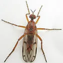 Empis tridentata - photo 4