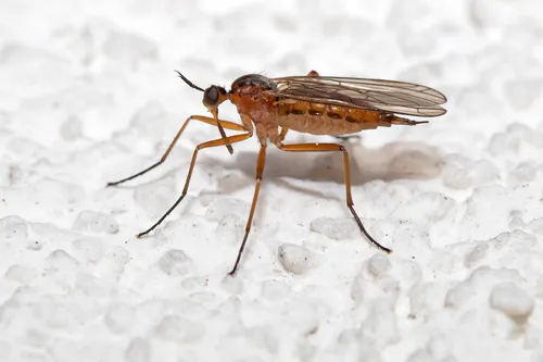 Empis trigramma