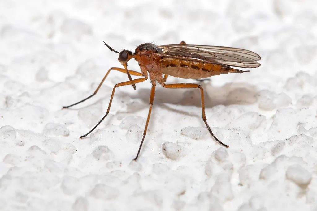 Empis trigramma - photo 2