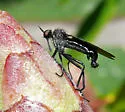 Empis virgata