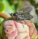 Empis virgata - photo 2