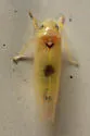 Empoa albicans