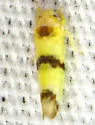 Empoa apicata