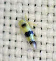 Empoa latifasciata