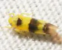 Empoa latifasciata - photo 2