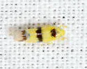 Empoa latifasciata - photo 3