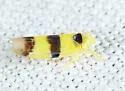 Empoa latifasciata - photo 4