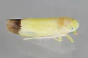 Empoa n. sp.