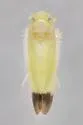 Empoa n. sp. - photo 2