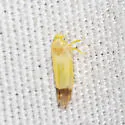 Empoa n. sp. - photo 4