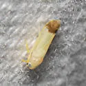 Empoa n. sp. - photo 5