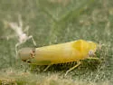 Empoa saffrana