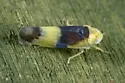 Empoa venusta