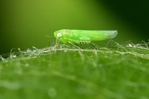 Empoasca decipiens
