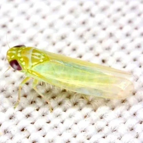 Potato Leafhopper - photo 3