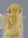 Empoasca hastosa - photo 3