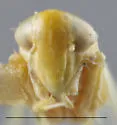 Empoasca kraemeri - photo 3