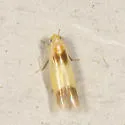 "Empoasca" murrayi