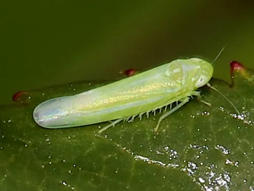 Empoasca vitis - Empoasca vitis