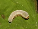 Empria coryli