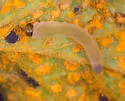 Empria maculata - photo 2