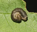 Empria maculata - photo 5