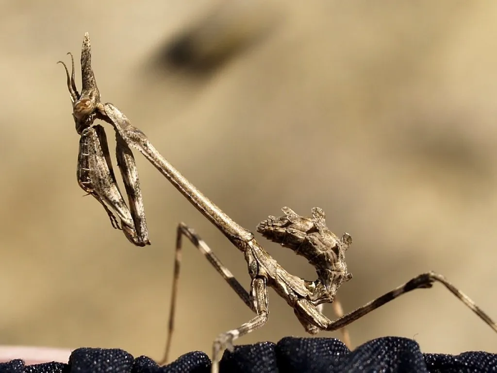 Gargoyle Mantises - photo 2