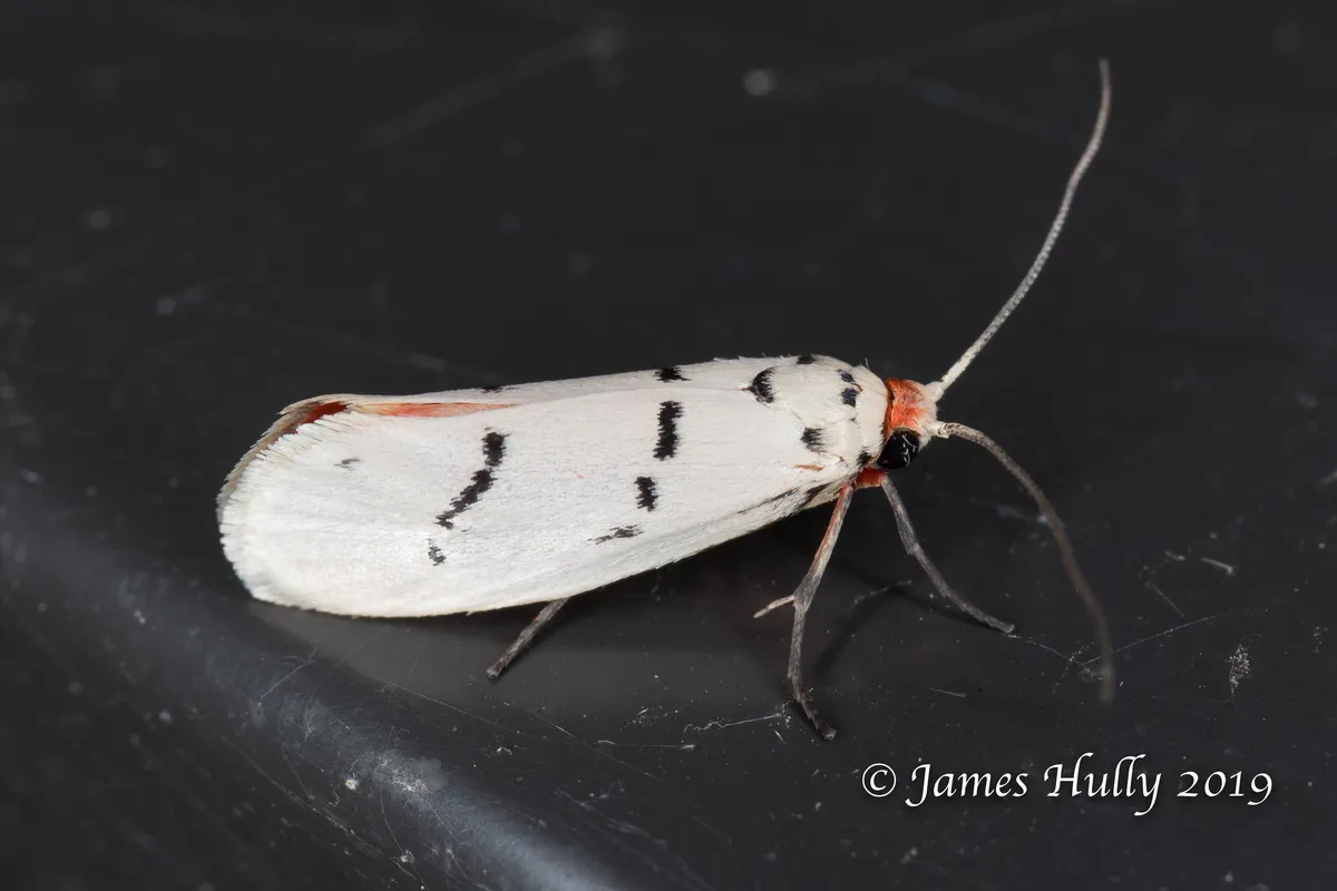 Enaemia atrolinea - Hodges#2403 - photo 2