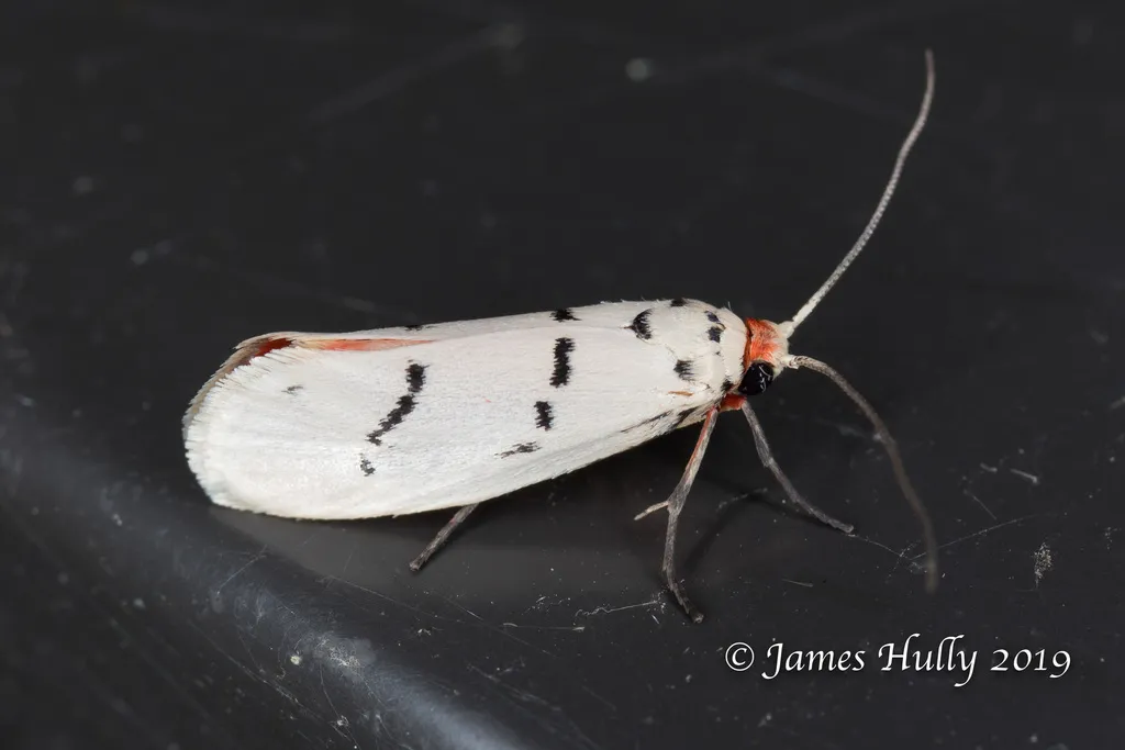 Enaemia atrolinea - Hodges#2403 - photo 3