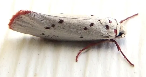 Enaemia basistriga - Hodges#2404
