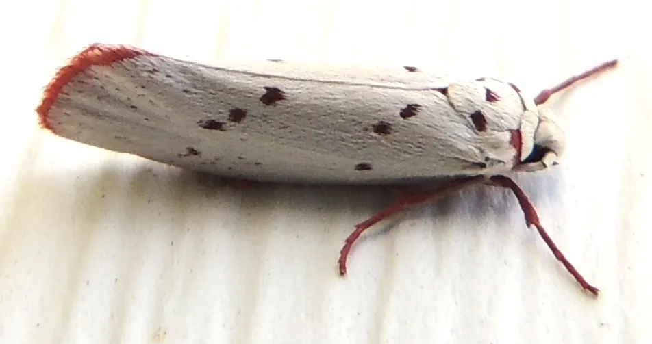 Enaemia basistriga - Hodges#2404 - photo 2