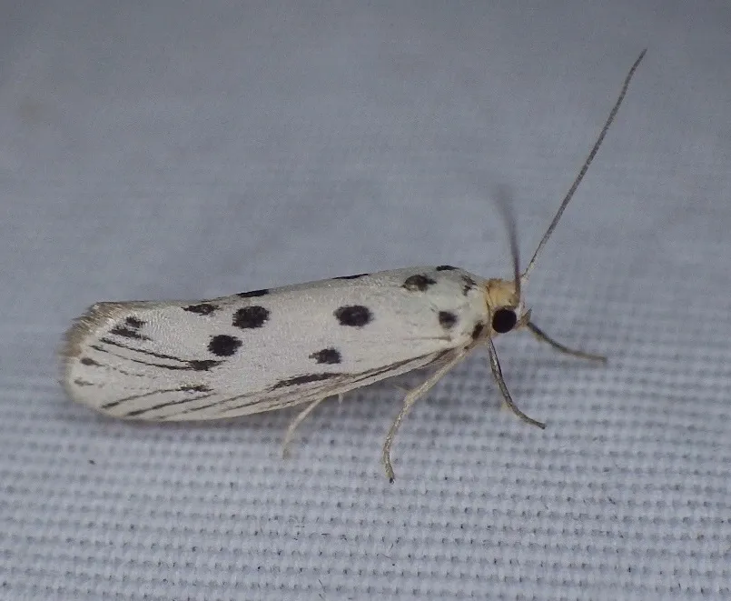 Enaemia pupula - Hodges#2405