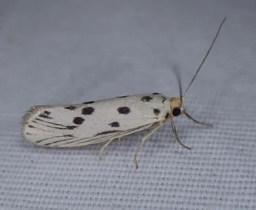 Enaemia pupula - Hodges#2405 - photo 2