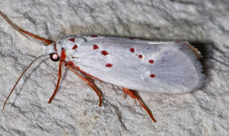 Enaemia rubritegula - Hodges#2404.1 - Enaemia rubritegula