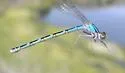 River Bluet