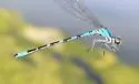 River Bluet - photo 2