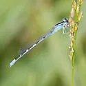 River Bluet - photo 3