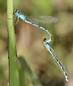 Northern Bluet
