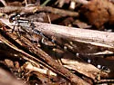 Northern Bluet - photo 2