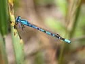 Northern Bluet - photo 3