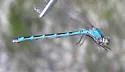 Northern Bluet - photo 4