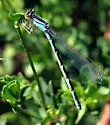 Northern Bluet - photo 5