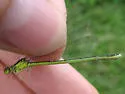 Rainbow Bluet