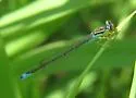 Rainbow Bluet - photo 2