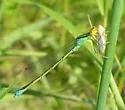 Rainbow Bluet - photo 3