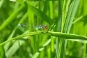 Rainbow Bluet - photo 4