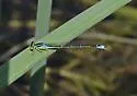 Rainbow Bluet - photo 5