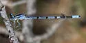 Boreal Bluet
