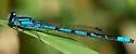 Boreal Bluet - photo 3
