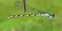 Boreal Bluet - photo 4